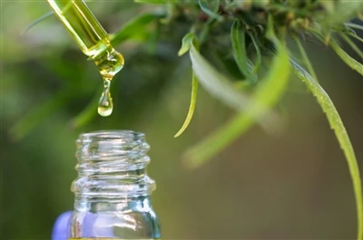 CBD vs. THC : 알아야 할 모든 것